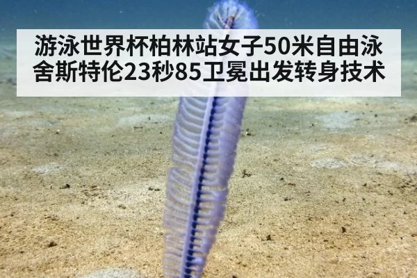 游泳世界杯柏林站女子50米自由泳舍斯特伦23秒85卫冕出发转身技术